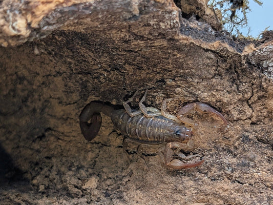 Caribbean Bark Scorpion