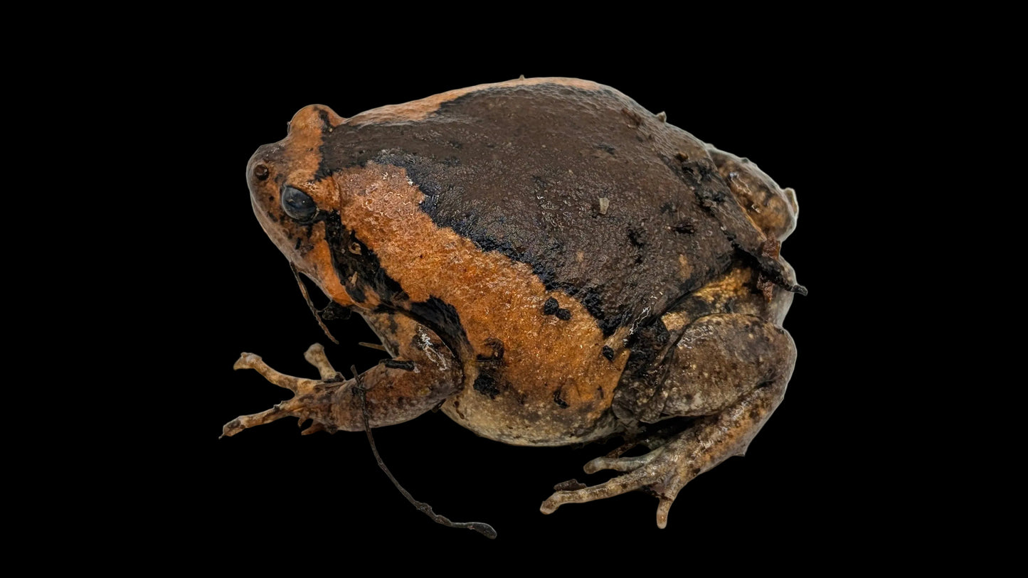 Chubby Frog