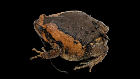 Chubby Frog