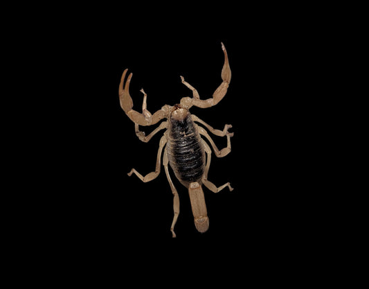 Giant Desert Hairy Scorpion