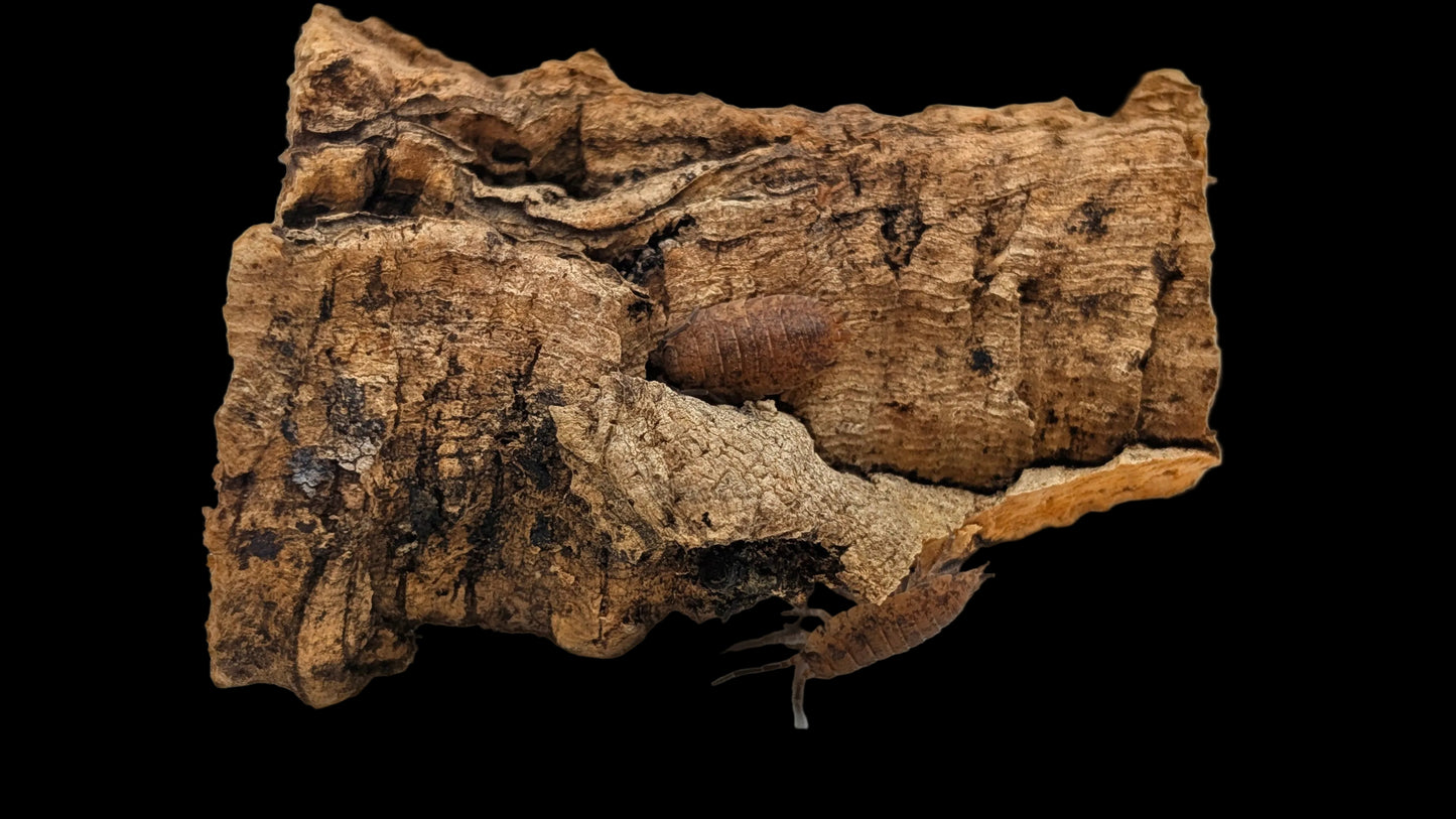 Lemonade/Chessie Calico Isopods