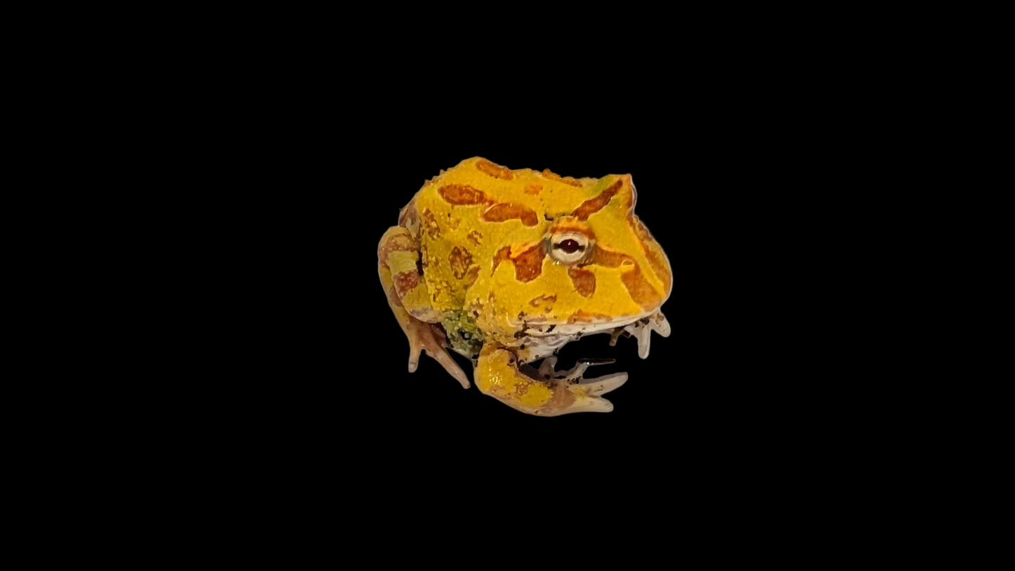 Pacman Frog