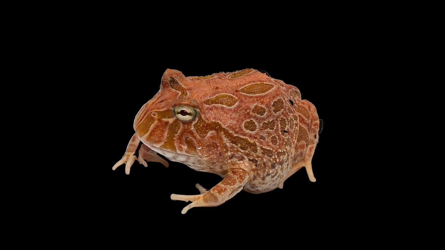 Pacman Frog