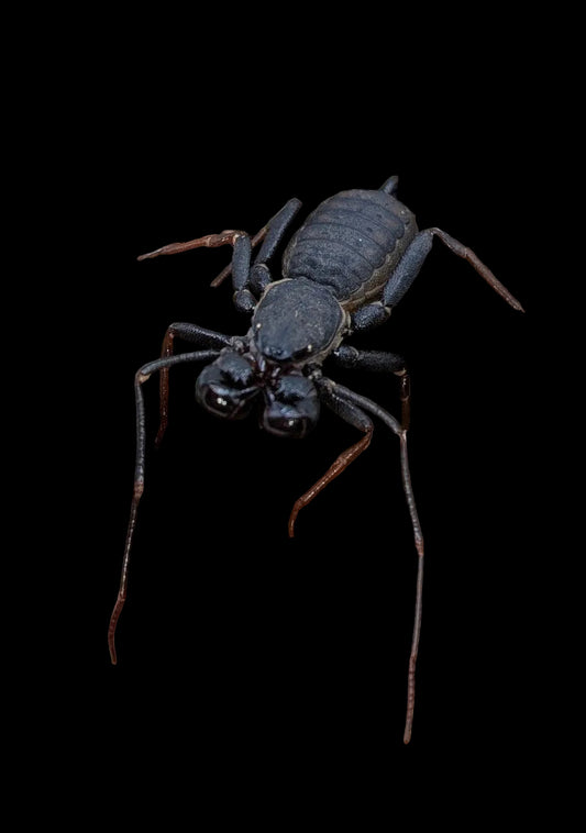 Thai Black Vinegaroon