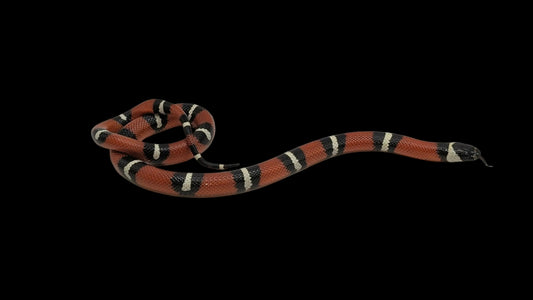 Milk Snake
