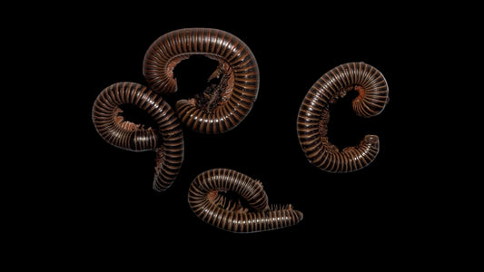 Giant American Millipedes