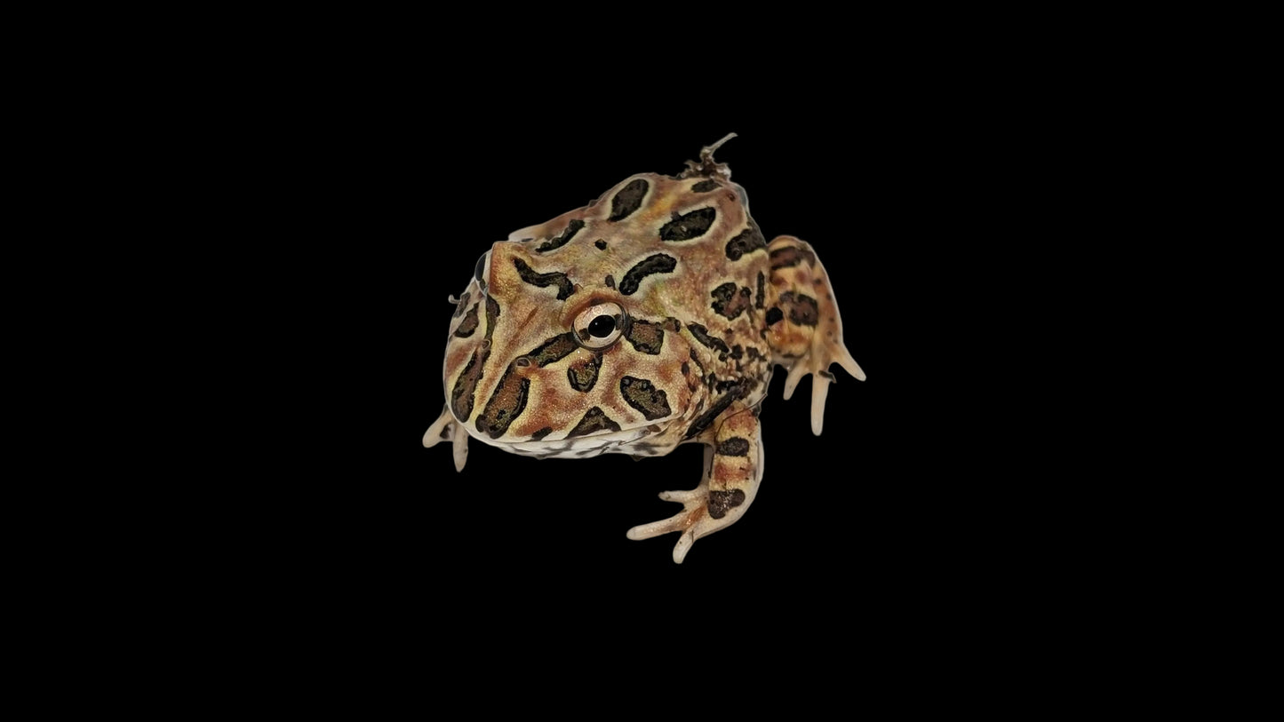 Pacman Frog