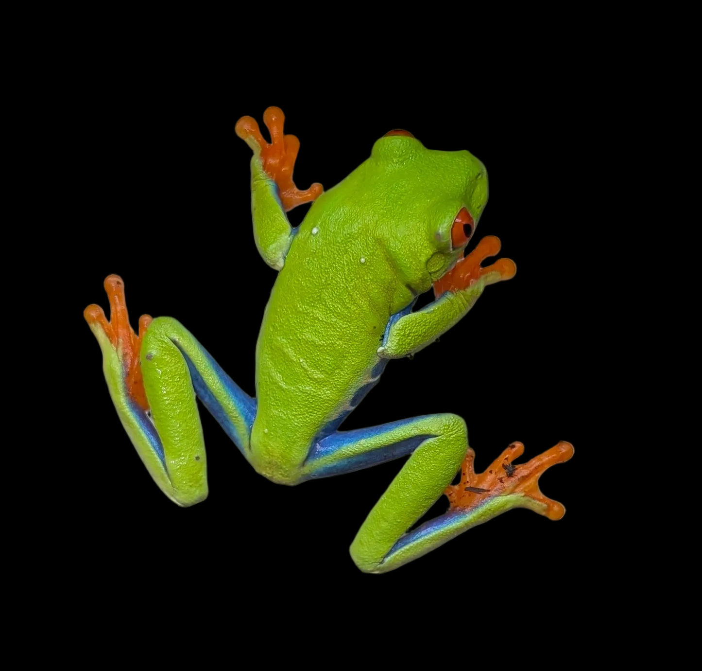 Red Eye Tree Frog