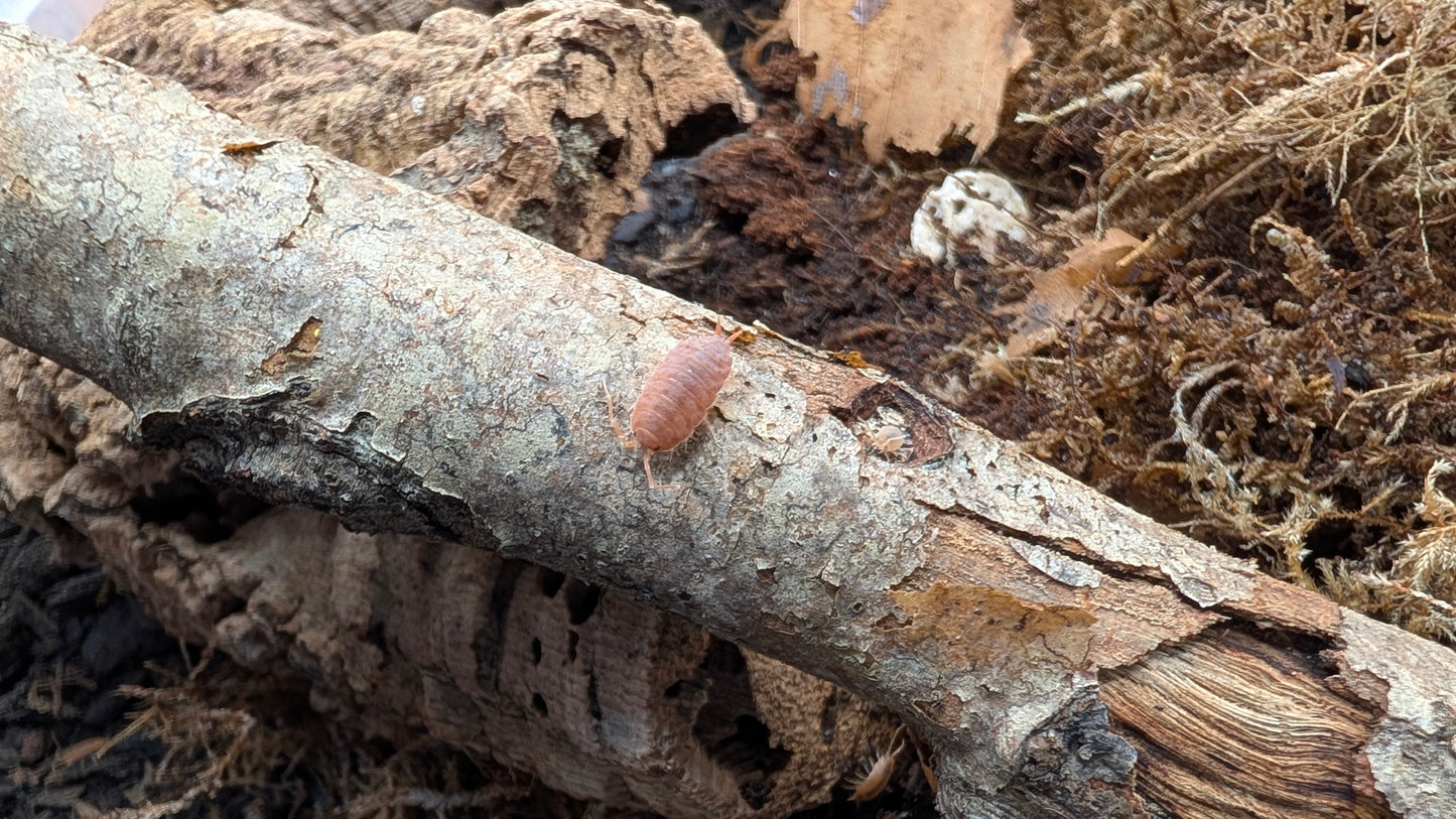Powder Orange Isopods