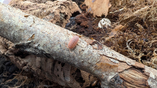 Powder Orange Isopods