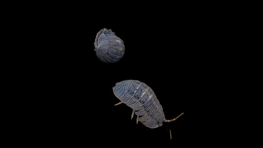 Peraccae Isopods