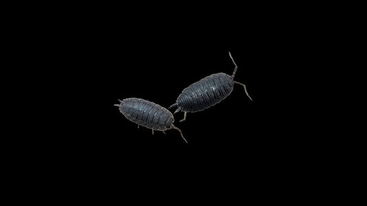 Wild Type Scaber x Calico Isopods